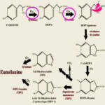Clareador de Virilha/Anal – Pedra Natural de Fricção Oxidante