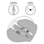 Masturbador Masculino Bunda com Vagina e Ânus em Cyberskin Super Realístico – Streetgirl’s